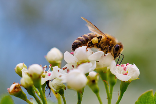 Close-up photo of a bee pollinating a white flower