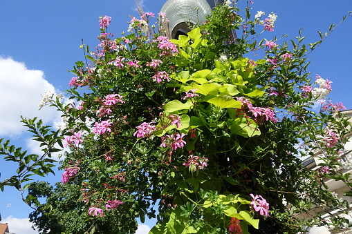 Flowers hanging from a lamppost  Outdoor decoration  Urban setting