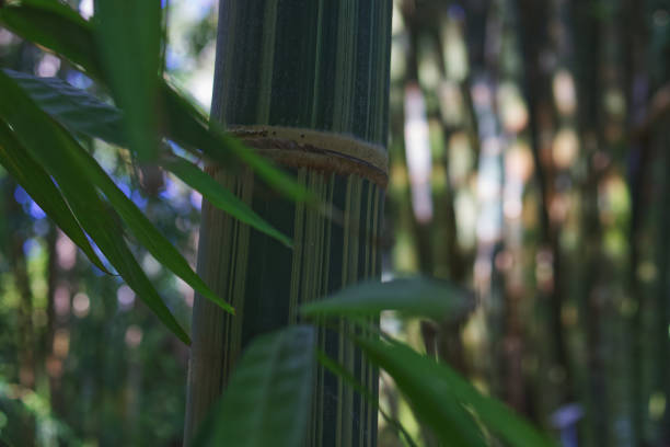 istock Japanese garden bamboo forest green 1273609145