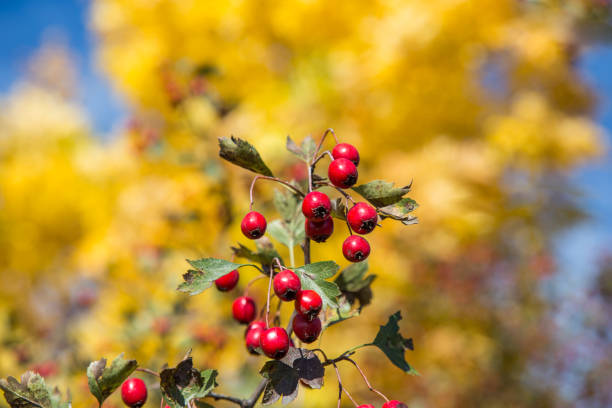 istock Ripe hawthorn berries grow on a fall tree lightened by sunny weather. 1273609207