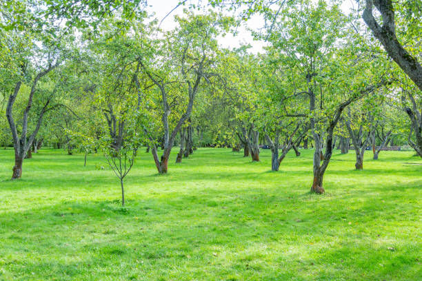 istock Green lawn in the park for a picnic 1273609310