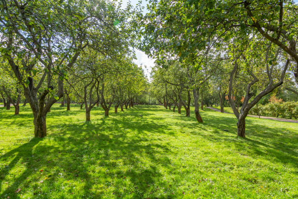 istock Green lawn in the park for a picnic 1273609312
