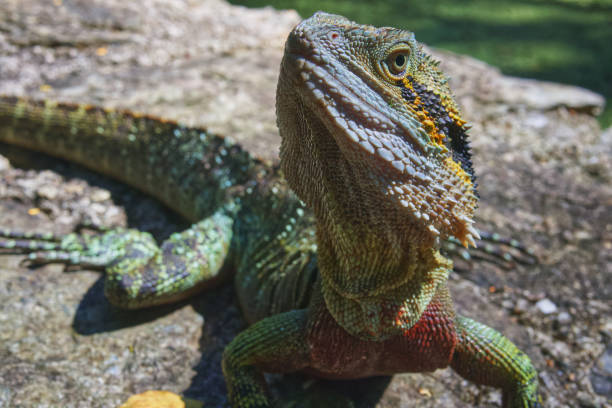istock Australian wildlife bearded dragon lizard 1273609533