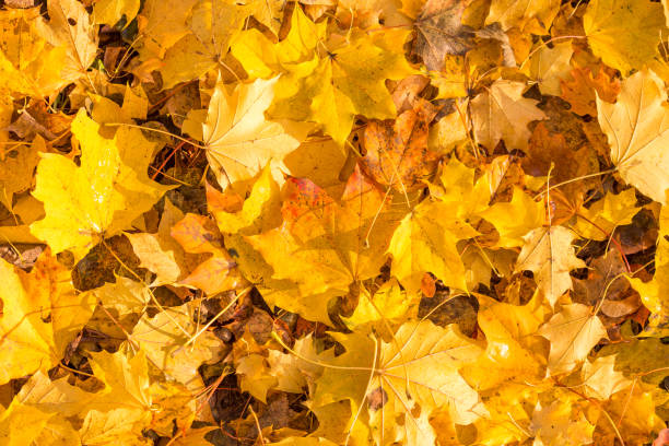istock Natural colorful leafs felt on the ground. Fall background. 1273609551
