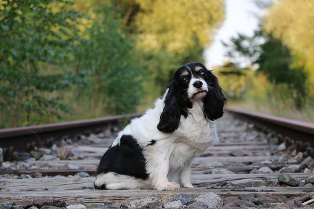 istock handsome tricolor cavalier king charles spaniel sitting on empty train tracks 1273611506