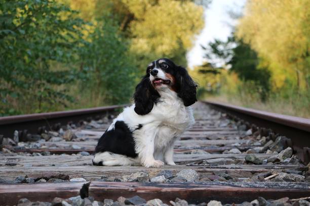 istock handsome tricolor cavalier king charles spaniel sitting on empty train tracks 1273611508