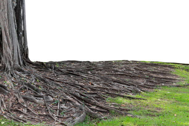 Big tree with trunk and roots spreading out beautiful on grass green nature isolated on white background. with clipping path