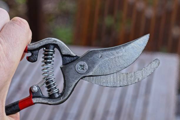 istock hand holds gray iron pruner shears on the street 1273611684