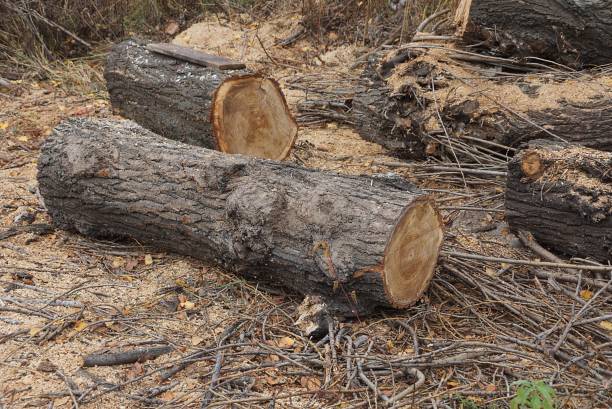 istock chopped logs from a large old dry tree lie on the grass 1273613289