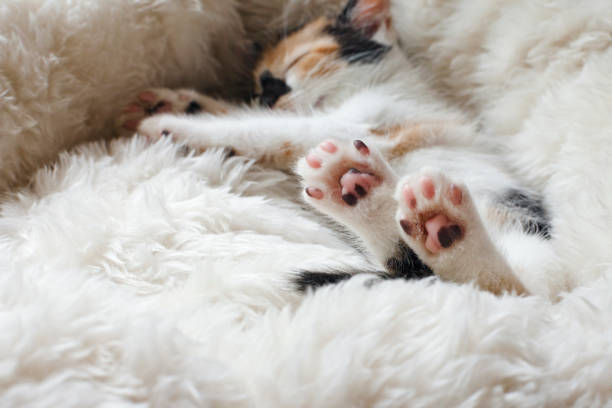 istock Cute Kitten is sleeping. Stunning Tortoiseshell Baby Cat. 1273629712