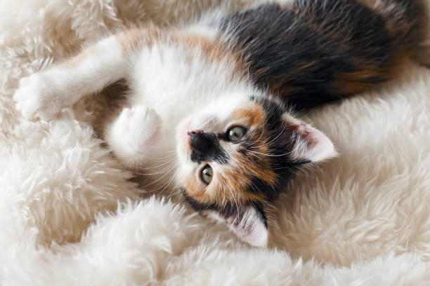 istock Beautiful Baby Cat. Stunning Tortoiseshell Kitten. 1273629846