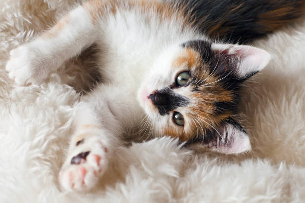 istock Beautiful Baby Cat. Stunning Tortoiseshell Kitten. 1273629861