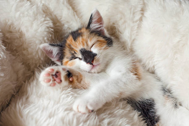 istock Cute Kitten is sleeping. Stunning Tortoiseshell Baby Cat. 1273629863