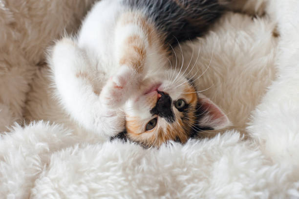 istock Beautiful Baby Cat. Stunning Tortoiseshell Kitten. 1273629864