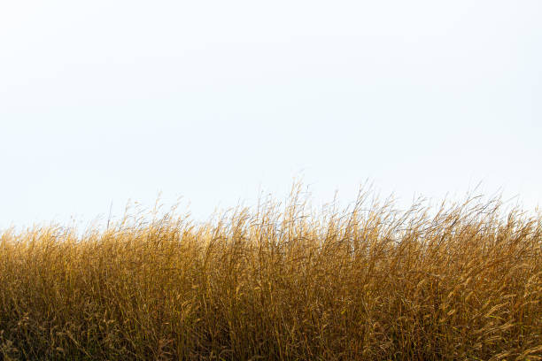 istock Tall yellow wild grass against an isolated white sky / background. 1273638082