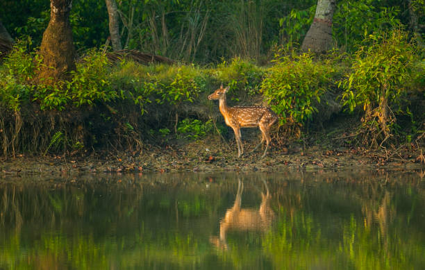 The Sundarbans is a mangrove area in the delta formed by the confluence of the Ganges, Brahmaputra and Meghna Rivers in the Bay of Bengal. It spans from the Hooghly River in India's state of West Bengal to the Baleswar River in Bangladesh.