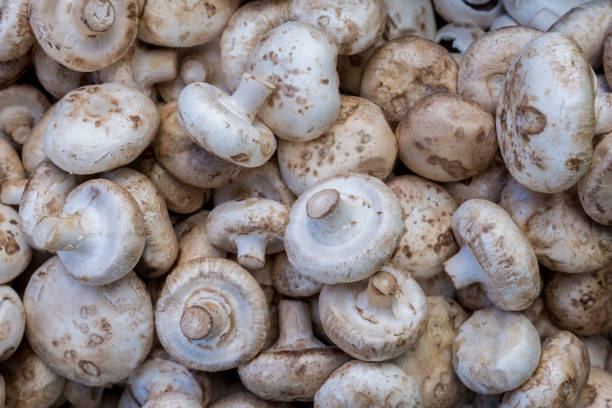 istock Lots of fresh white mushrooms. 1273639050