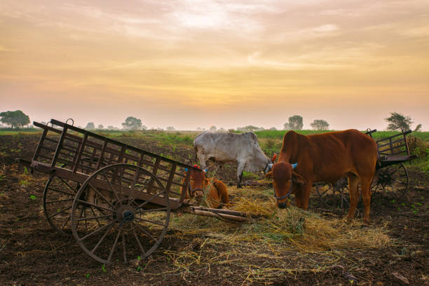 A beautiful old lady from the Kutia tribe of the Odisha region in India in her village with her cow