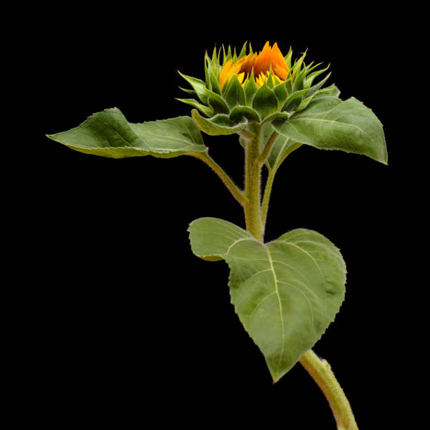 istock Unopened sunflower isolated on black background 1273639873