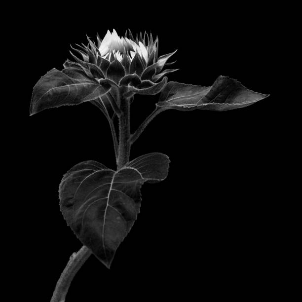 Unopened sunflower isolated on black background
