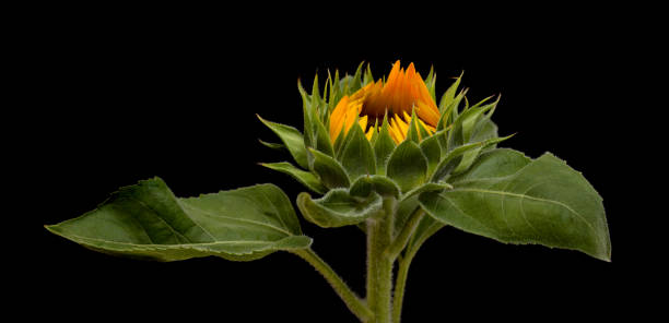 istock Unopened sunflower isolated on black background 1273639885
