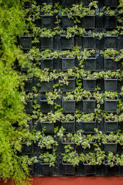 de nouvelles plantes fraîches à vendre dans une pépinière. - vertical garden photos et images de collection