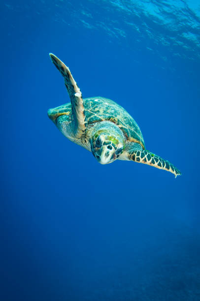 tartaruga marinha hawksbill - hawksbill turtle - fotografias e filmes do acervo