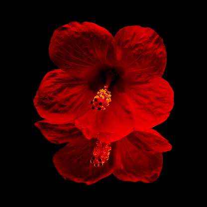 Red hibiscus on reflective surface isolated on black background