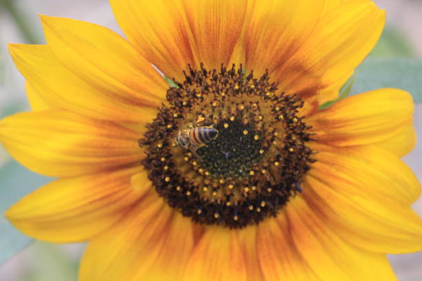 uma abelha no girassol - macro close up sunflower france - fotografias e filmes do acervo