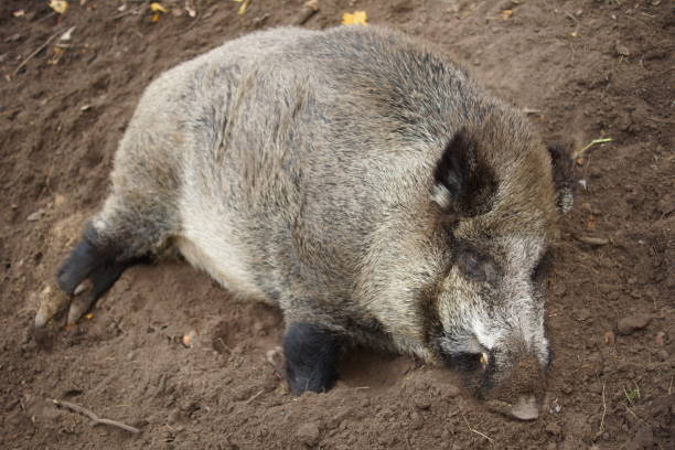 istock The African swine fever. 1273644964