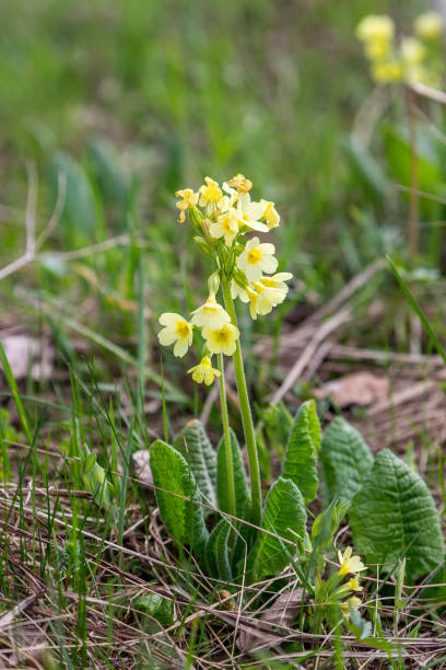 istock Paigle (Primula veris, Primula officinalis) grows at Carpathean mountains. 1273645018