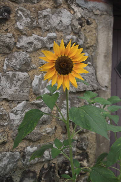 girassol - macro close up sunflower france - fotografias e filmes do acervo