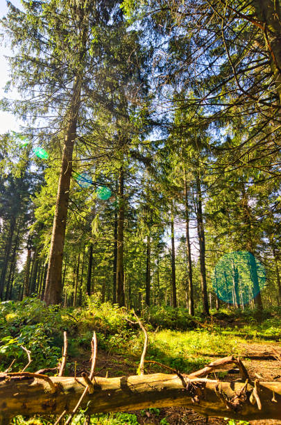 istock Coniferous forest in the Harz Mountains in Lower Saxony in Germany 1273645185