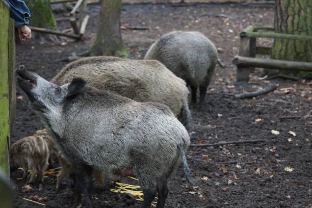 istock The African swine fever. 1273645233