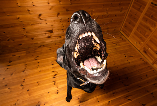 A black Labrador is jumping up towards the camera to catch a treat.
