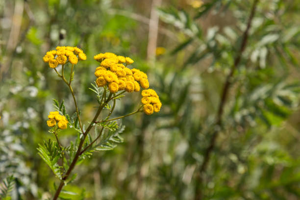 Tansy (Tanacetum vulgare) grows on a field in natural habitat. Medical herb series. stock photo