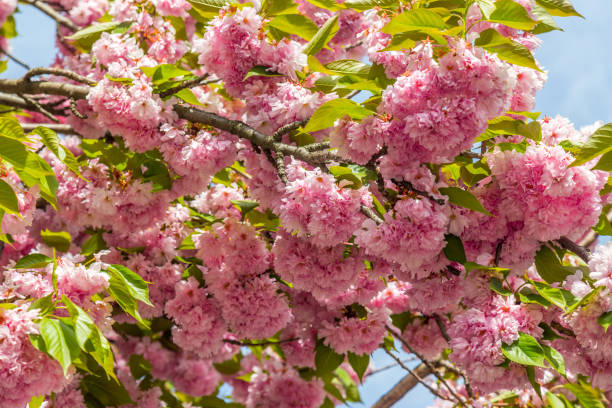 istock Sakura tree blossom at Tokio, Japan 1273647629