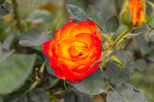 Close-up of red yellow rose blossom. A orange flower head in a garden in the Cameron highlands, Malaysia. Detailed image of the flower of love. A valentines day gift for lovers