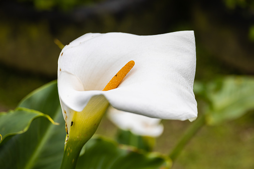 Close-up of white Anthurium blossom behind green leaves. A bouquet of a Anthuriums petals in a garden in the Cameron highlands, Malaysia. Detailed image of the flamingo flower