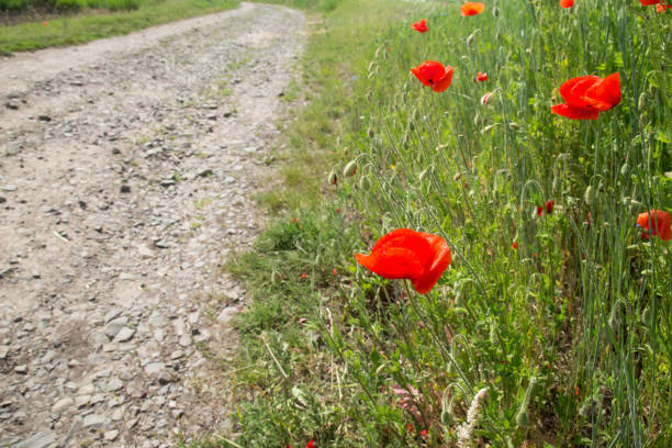 istock Fantastic rural road with stone and red poppies. Ukraine 1273648376