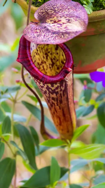 Photo of A close-up of a Carnivorous plants with a cone or funnel. Carnivorous pitcher plant in the Malaysian Cameron highlands. A carnivorous plant in the rainforest of malaysia