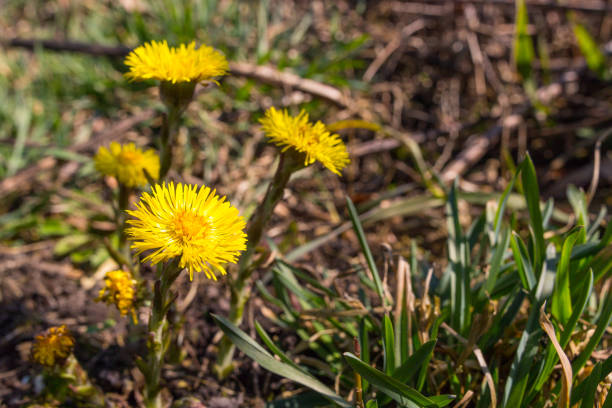 istock Coltsfoot flower closeup with excessive space 1273649115