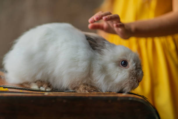 coelho angora fofo branco senta-se em uma velha mala marrom. animal, roedor. conceito de páscoa. - angora wool - fotografias e filmes do acervo