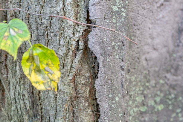 istock Texture of the bark of an old tree 1273651746