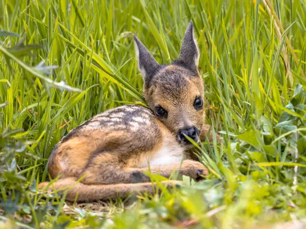 Baby roe deer (Capreolus capreolus) resting in grass on a sunny day in may. Netherlands
