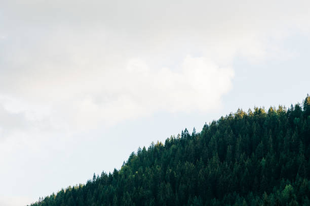 istock View of the forest in the mountains 1273657056