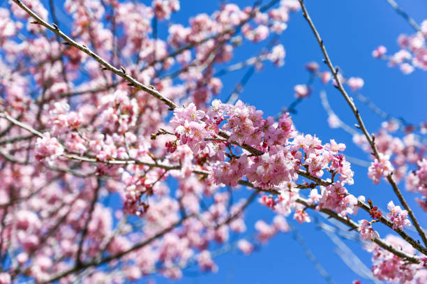 istock Blooming sakura with pink flowers in spring. 1273657287