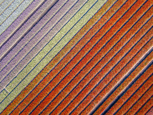 Tulip field from above. Aerial view of bulb-fields in springtime, located near Beilen, province of Drenthe, the Netherlands