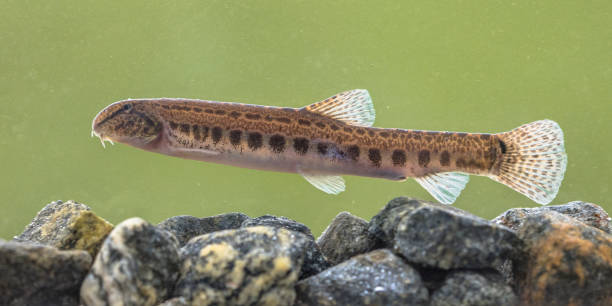 istock Spined loach in water 1273657743