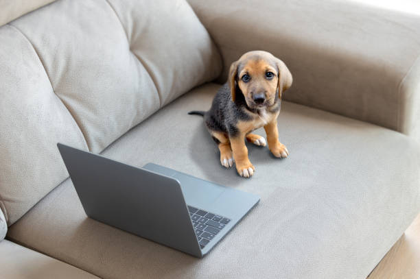 istock puppy dog with laptop 1273658362